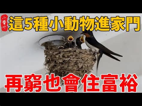 蒼蠅入屋風水|為何飛蛾突襲家中？